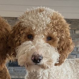 Rona - Golden Aussiedoodle