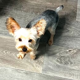Kirby - Yorkshire Terrier