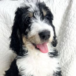 Dapper - male Bernedoodle puppy in Phelan, California from Willow Desert Doodles
