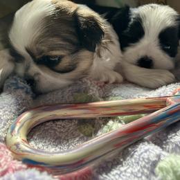 Shih Tzu Puppies from Simply Shih Tzu