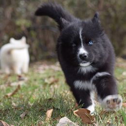 Siberian Husky Puppies from Dreamers Mile