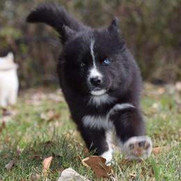 Siberian Husky Puppies from Dreamers Mile