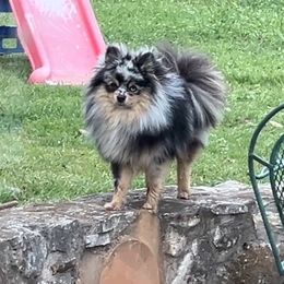 Sterling - Pomeranian