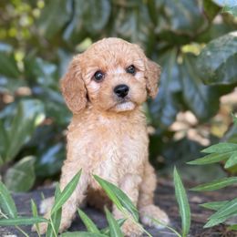 Bernard - Apricot male Cavapoo puppy in Rio Linda, California from VitPom Puppies