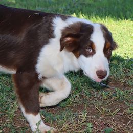 Luna Lovegood - Red tri female Miniature Australian Shepherd puppy in Levelland, Texas from Once Upon a Time Aussies