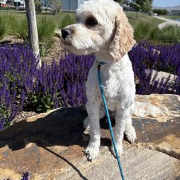 Minnie - Cavapoo