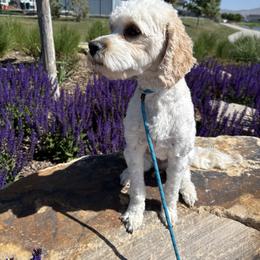 Minnie - Cavapoo