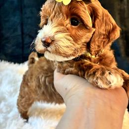 Starlight - Red and white female Cockapoo puppy in Adrian, Oregon from ApplebyFarm