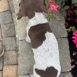 German Shorthaired Pointer Puppies from Mcshorthairs