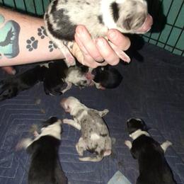 Australian Shepherd and Great Dane Puppies from AEW Farm