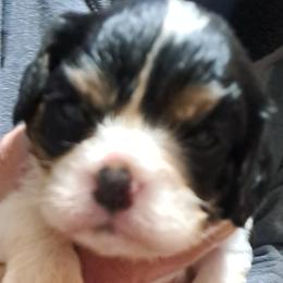 Crispy - Tri-color male Cavalier King Charles Spaniel puppy in Longview, Texas from Casanova Cavalier King Charles Spaniels