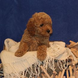 Aussiedoodle and Goldendoodle Puppies from West Coast Doodles