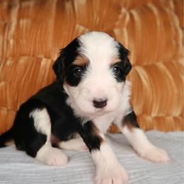Reef - Gorgeous Girl - Tri-color female Bernedoodle puppy in Bowling Green, Ohio from Windy Creek Doodles