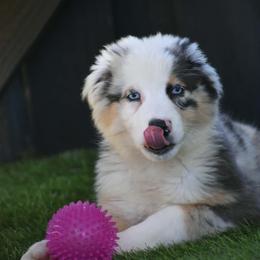 Blue - Blue merle male Australian Shepherd puppy in Oak Hill, Florida from Swingin T Ranch LLC