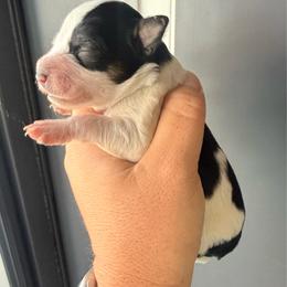 Black-red parti (Bandit) - Parti male Miniature Schnauzer puppy in Bluffdale, Utah from Mountain Point Schnauzers