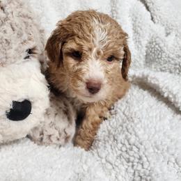 Orange - Apricot female Goldendoodle puppy in Cumming, Georgia from Chattahoochee Kennels