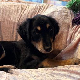 Shah - Orange Boy - Black and tan male Saluki puppy in Los Angeles, California from Srinagar Salukis