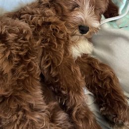 Goldendoodle Puppies from DM Hilltop FURfamily