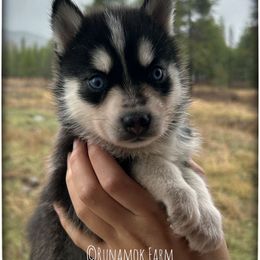Runamok Ring Out Wild Bells (Bell) - Black and white female Pomsky puppy in St. Maries, Idaho from Runamok Farm