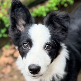 Cricket - Border Collie