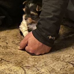 Yorkshire Terrier Puppies from Moonbabies Yorkies