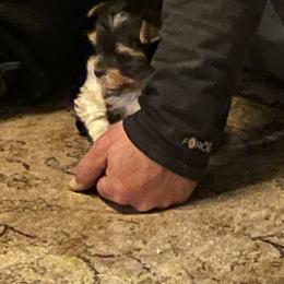 Yorkshire Terrier Puppies from Moonbabies Yorkies