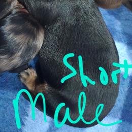 Black and Tan male short hair - Black and tan male Dachshund puppy in Fulton, Missouri from New Hope Dachshund Puppies