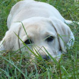 Labrador Retrievers from C-Chase’s Labradors