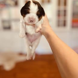 Cavalier King Charles Spaniel Puppies from Cumberland Cavaliers