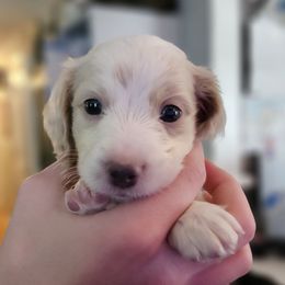 Chubby Checker - Piebald male Dachshund puppy in Pocasset, Massachusetts from Dachs of the Bay