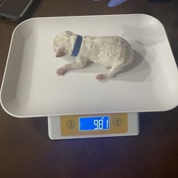 Poodle Puppies from Cute paws poodles