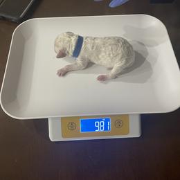 Poodle Puppies from Cute paws poodles