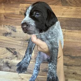 Wirehaired Pointing Griffon Puppies from DOGS COUNTRY GRIFFS