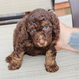 Violet - Phantom female Bernedoodle puppy in Ohio from Moore Doodles