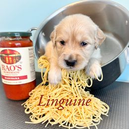 Golden Retriever Puppies from Ruff Life Goldens