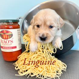 Golden Retriever Puppies from Ruff Life Goldens