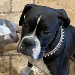 Boxers and French Bulldogs from Ultra Paws Plus