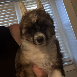 Ella - Sable female Chinese Crested puppy in Dublin, California from Show Style Chinese Cresteds