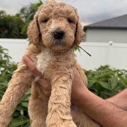 Green collar - Cream male Goldendoodle puppy in Cape Coral, Florida from Magnolia Doodles co.