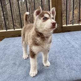 Bryn (Lavender) - Red and white female Siberian Husky puppy in Ellijay, Georgia from Appalachian Siberians LLC