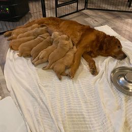 Golden Retriever Puppies from Mountain View Farms - World Class Golden Retrievers