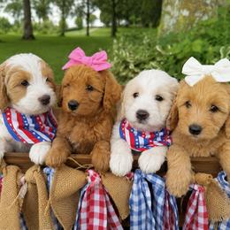 Double Doodle puppies from Blessed Day Doodles
