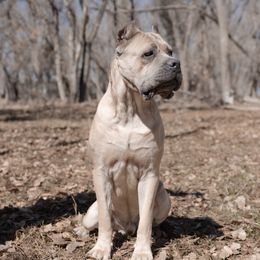 Uros - Cane Corso