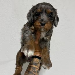 Rayna - Blue merle female Bernedoodle puppy in Horseshoe Bend, Idaho from Over the Moon Poodles and Doodles