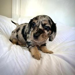 Girl 1 - Dapple female Dachshund puppy in Snow Camp, North Carolina from V's Southern Angels