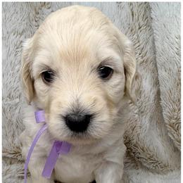 Harmony - Cream female Australian Labradoodle puppy in Upland, California from Kings Labradoodles