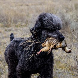Gus - Poodle