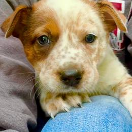 Boy 4 - Red speckled male Australian Cattle Dog puppy in Morton, Mississippi from Heart K Kennels
