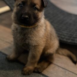 Light Yellow - Sable female German Shepherd puppy in Grantsville, Utah from Vom Haus Denfors K9 - Working German Shepherds