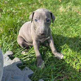 Napoleon - Blue male Italian Greyhound puppy in Wilkes Barre, Pennsylvania from Laraz Pupz
